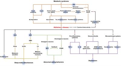 The Potential Roles of Ghrelin in Metabolic Syndrome and Secondary Symptoms of Alzheimer’s Disease